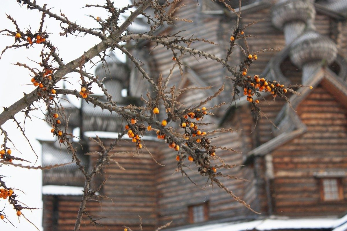 Argousier chargé de baies devant une église en bois, sous un ciel d'hiver