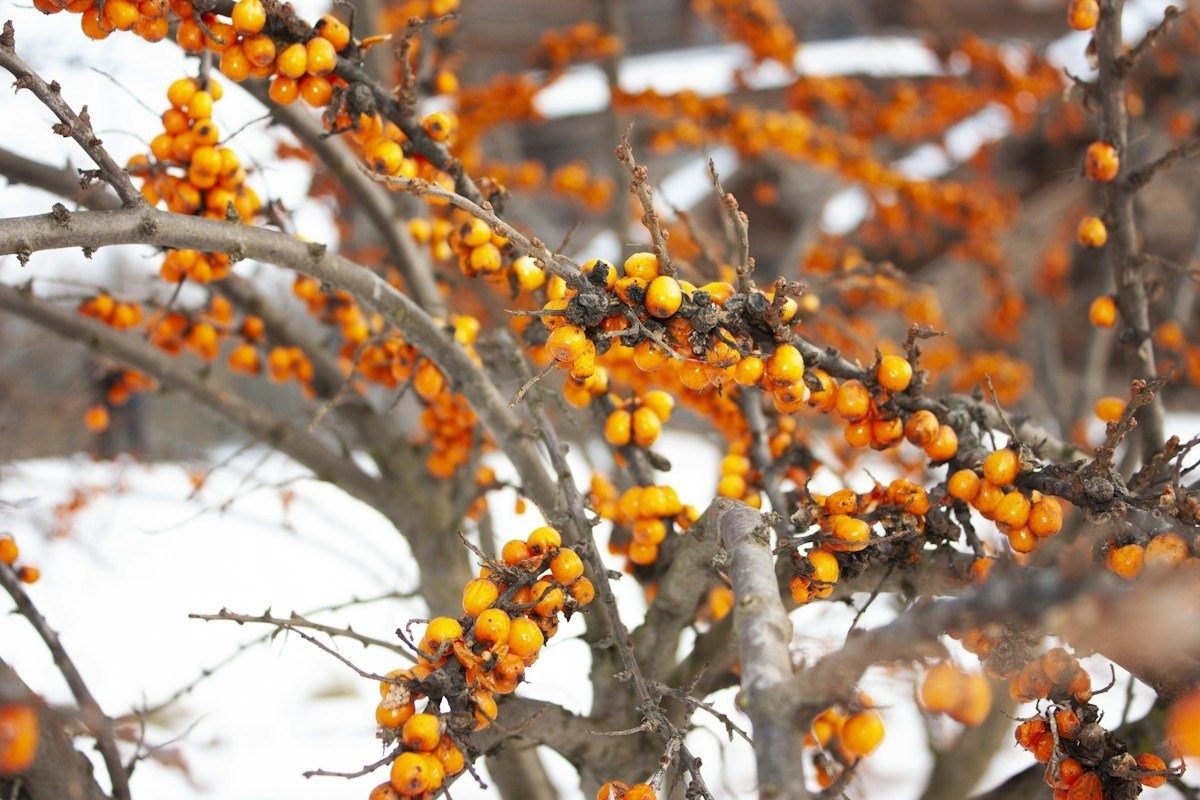 Branches d'argousier couvertes de baies orange au-dessus de la neige