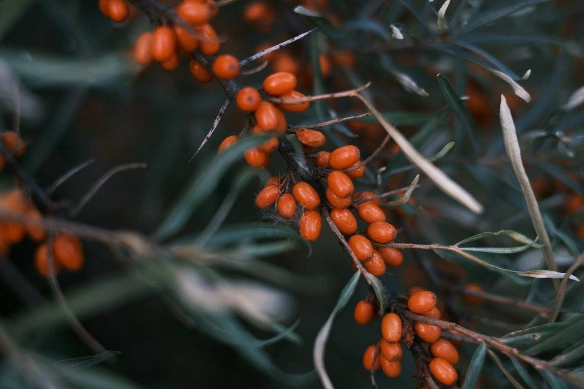 Baies orange sur un fond de feuillage sombre