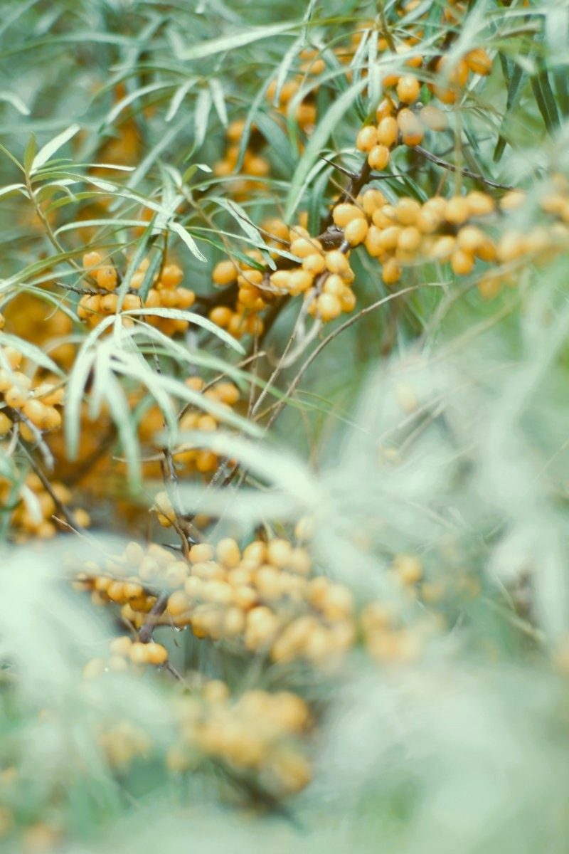 Baies d'argousier jaune pâle entre des feuilles grises