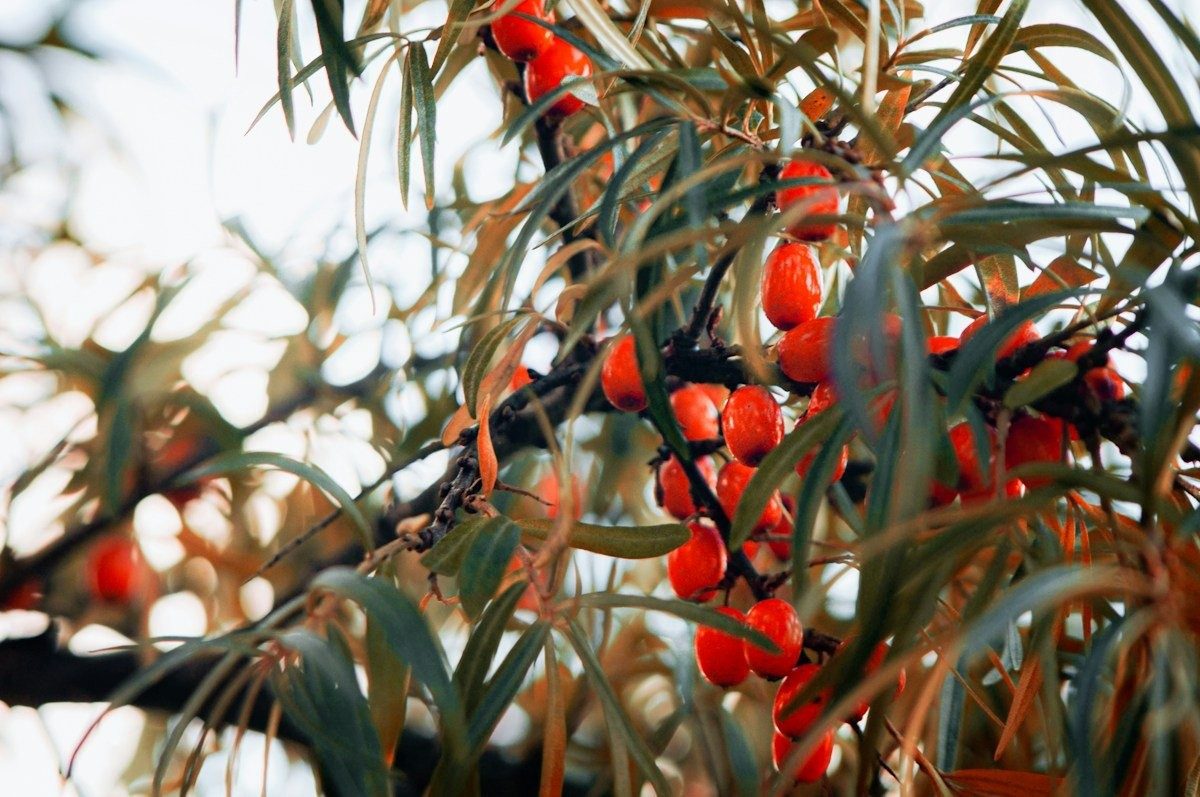 Baies d'argousier rouges sur un rameau aux feuilles étroites