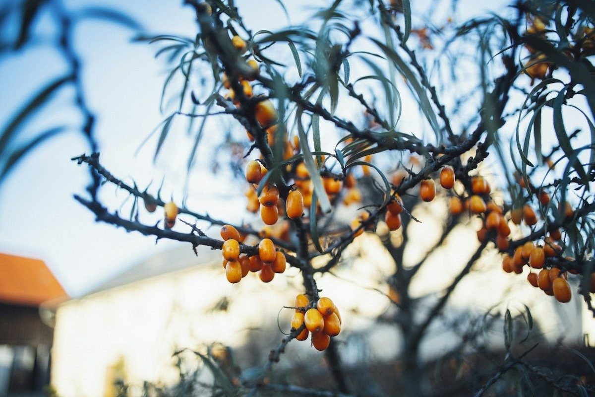 Branches d'argousier à baies jaune orangé devant une maison
