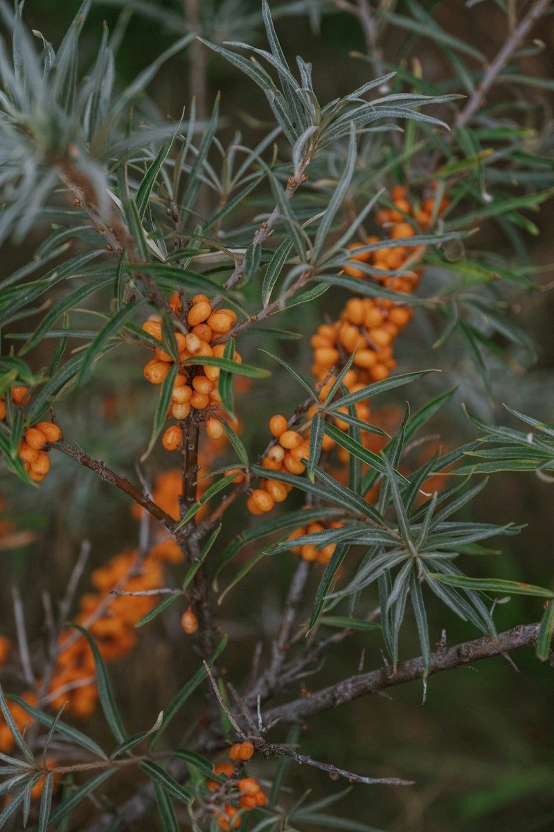 Buisson d'argousier au feuillage gris-vert parsemé de baies orange