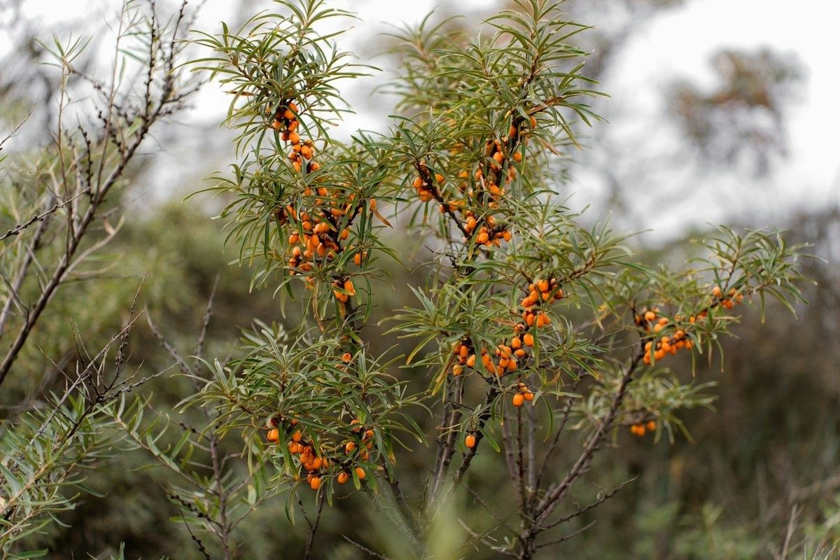 Buisson d'argousier sur un terrain sec, entouré d'herbes basses