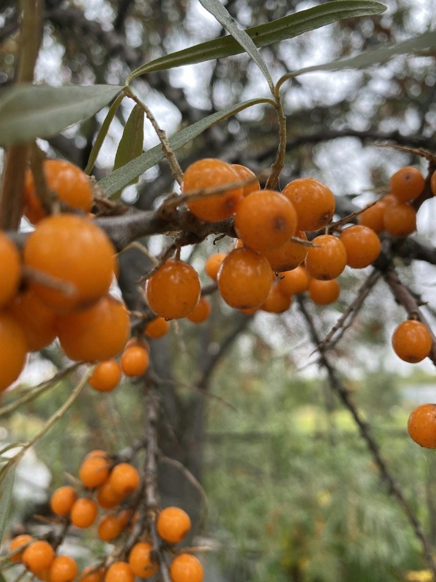 Grosses baies orange entre des feuilles étroites