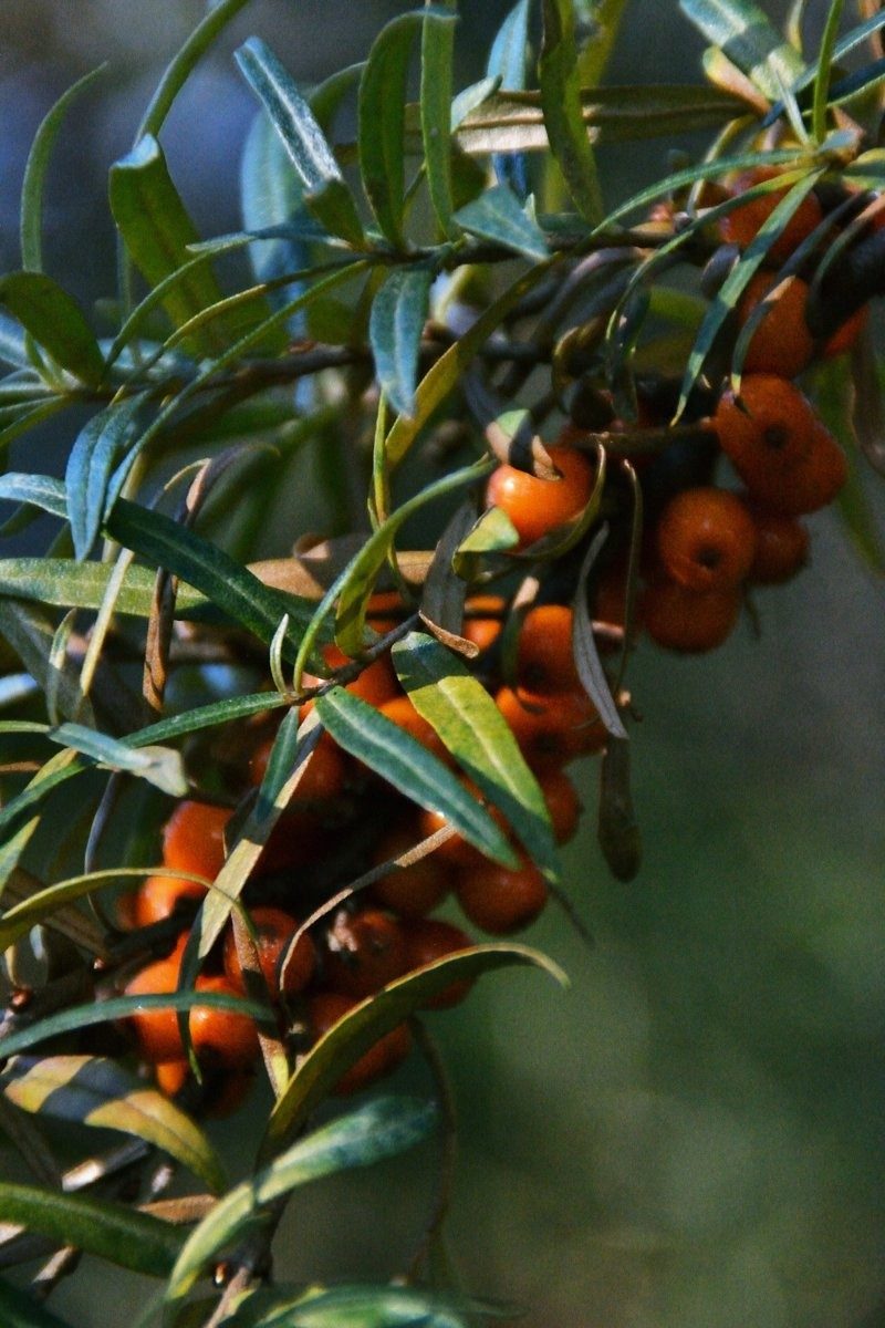 Rameau d'argousier chargé de baies orange entre des feuilles étroites
