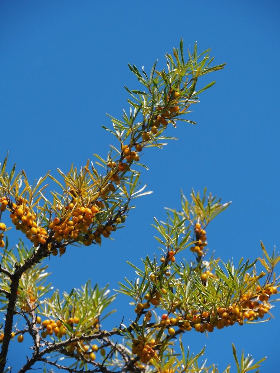 Rameaux d'argousier à baies jaunes se détachant sur un ciel bleu