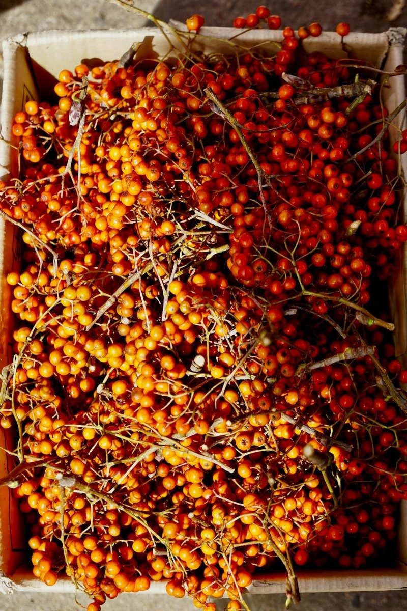 Rameaux d'argousier coupés, chargés de baies orange, entassés dans une caisse