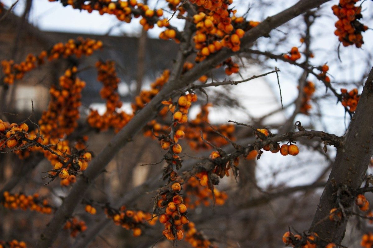 Ramure dense d'argousier couverte de baies orange foncé tirant sur le rouge